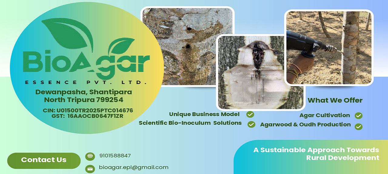 Fresh green banana plantation agriculture