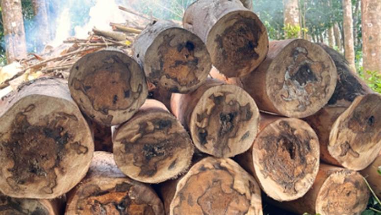 Premium Agarwood Timber